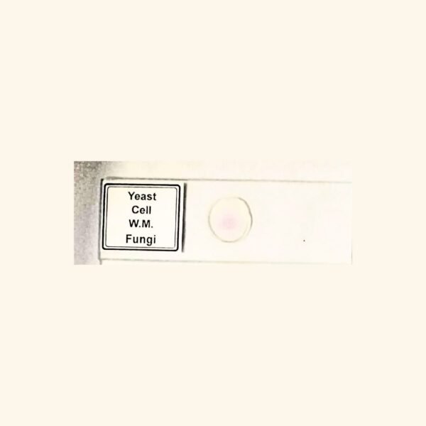 Yeast Cell - Whole Mount - Fungi Prepared Slide for Microscopy