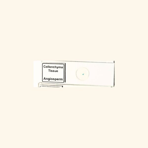 Collenchyma Tissue - Angiosperm Prepared Slide for Microscopy