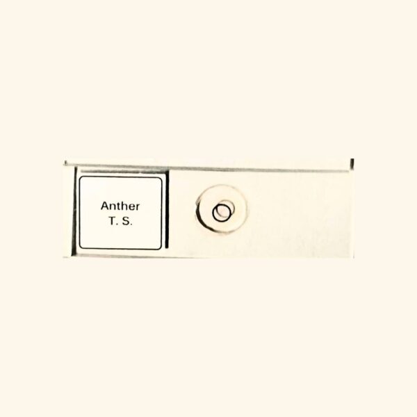 Anther - Transverse Section / Cross Section - Prepared Slide for Microscopy