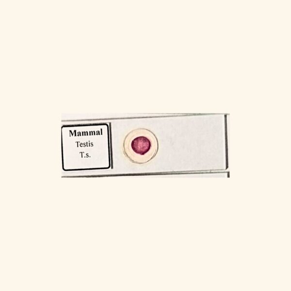 Mammal Testis - Transverse Section / Cross Section - Histology Prepared Slide for Microscopy