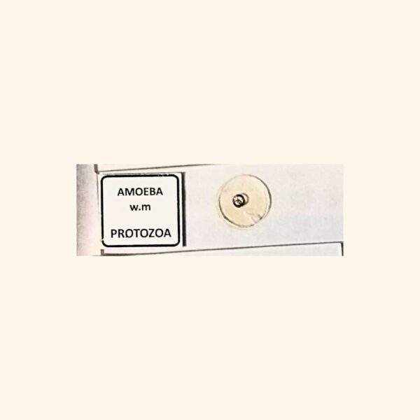 Amoeba - Whole Mount - Protozoa Prepared Slide for Microscopy