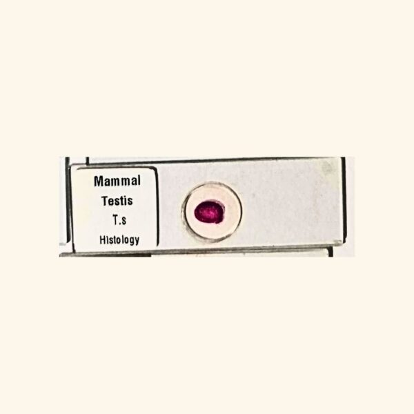 Mammal Testis - Transverse Section / Cross Section - Histology Prepared Slide for Microscopy