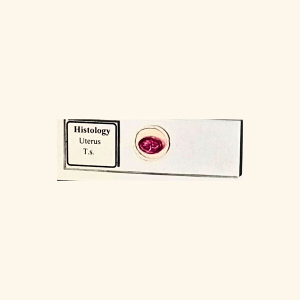Uterus - Transverse Section / Cross Section - Histology Prepared Slide for Microscopy