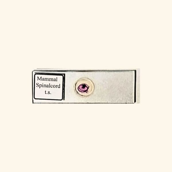 Mammal Spinal Cord - Transverse Section / Cross Section - Histology Prepared Slide for Microscopy
