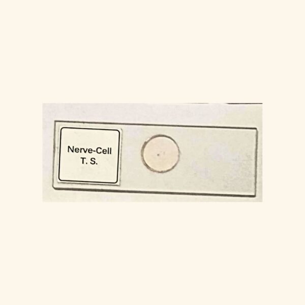 Nerve Cell - Transverse Section / Cross Section - Histology Prepared Slide for Microscopy