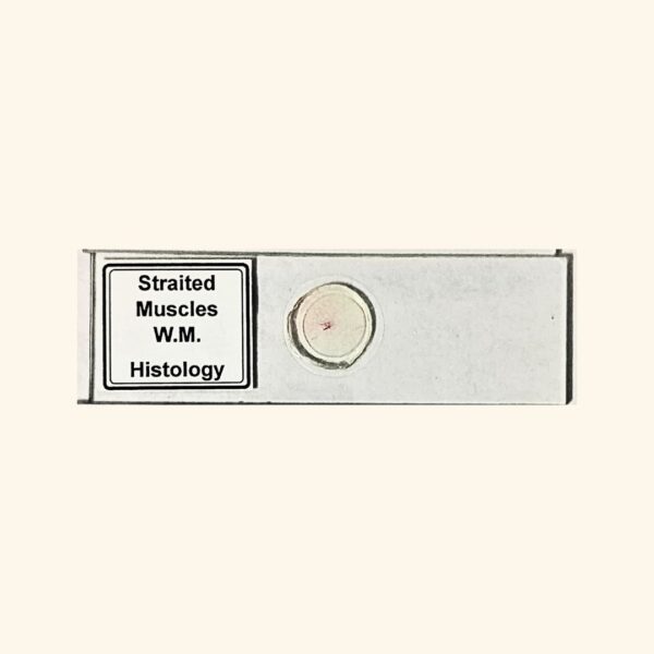 Straited Muscles - Whole Mount - Histology Prepared Slide for Microscopy