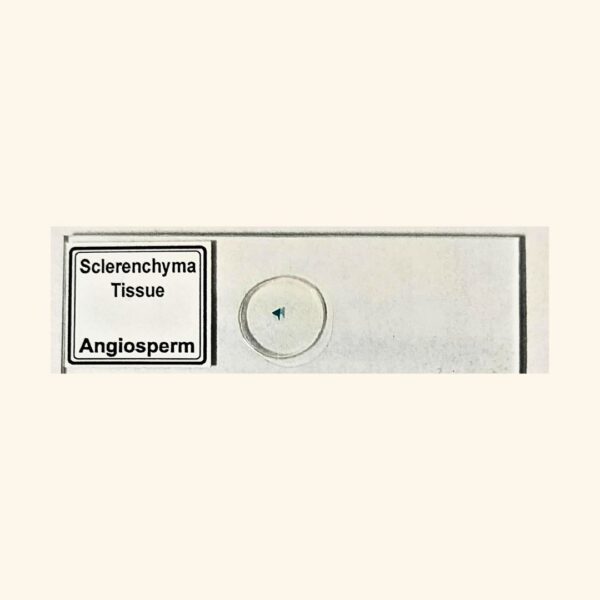 Sclerenchyma Tissue - Angiosperm Prepared Slide for Microscopy