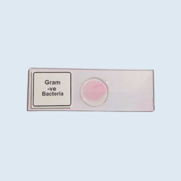 Bacteria - Gram Negative Type - Permanent Slide