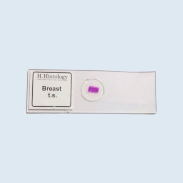 Histology - Breast - Transverse Section - Permanent Slide