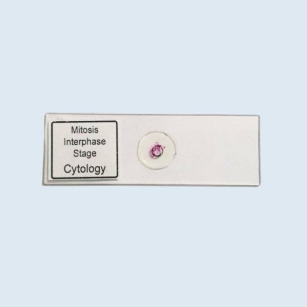 Cytology - Mitosis - Interphase Stage - Permanent Slide