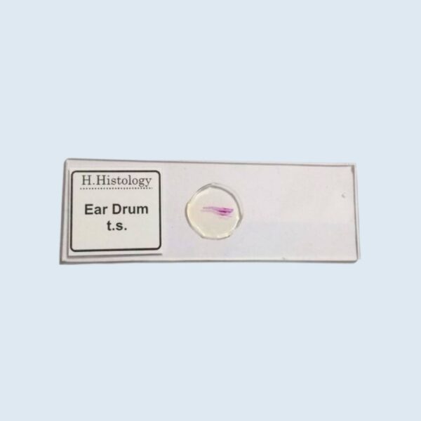 Histology - Ear Drum - Transverse Section - Permanent Slide