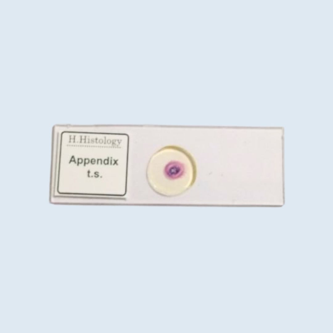 Human Histology - Appendix - Transverse Section - Permanent Slide