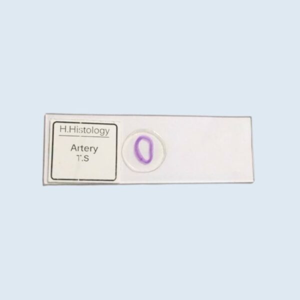 Histology - Artery - Transverse Section - Permanent Slide