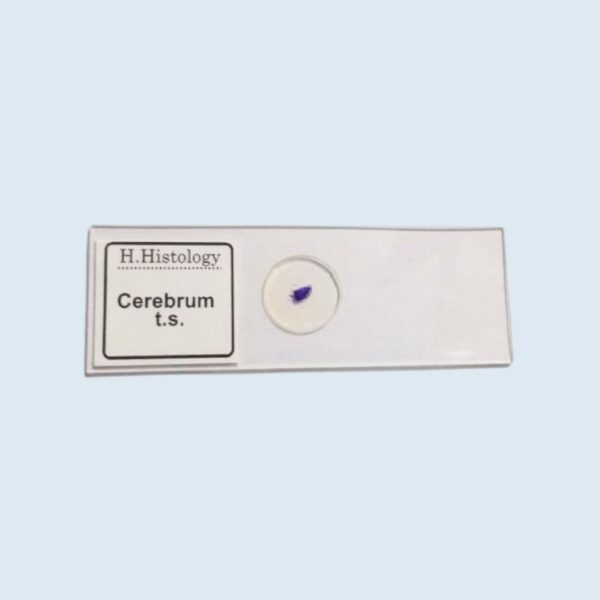 Histology - Cerebrum - Transverse Section - Permanent Slide