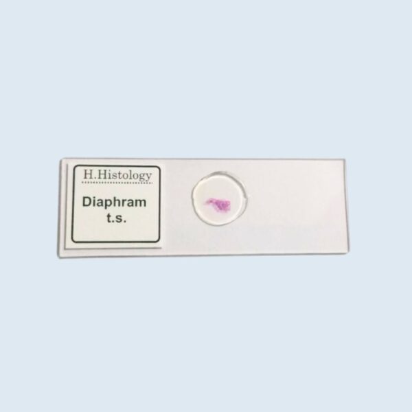 Histology - Diaphram - Transverse Section - Permanent Slide
