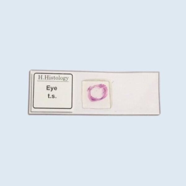 Histology - Eye - Transverse Section - Permanent Slide