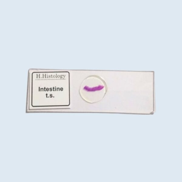 Histology - Intestine - Transverse Section - Permanent Slide