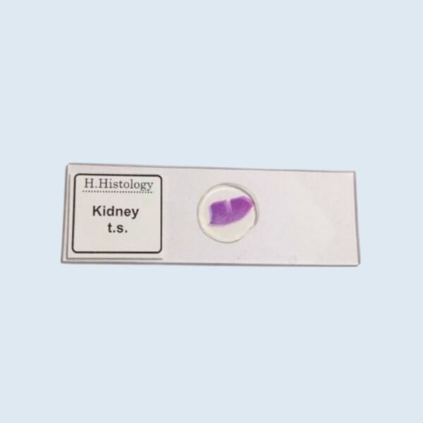 Histology - Kidney - Transverse Section - Permanent Slide