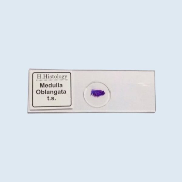 Histology - Medulla Oblangata - Transverse Section - Permanent Slide