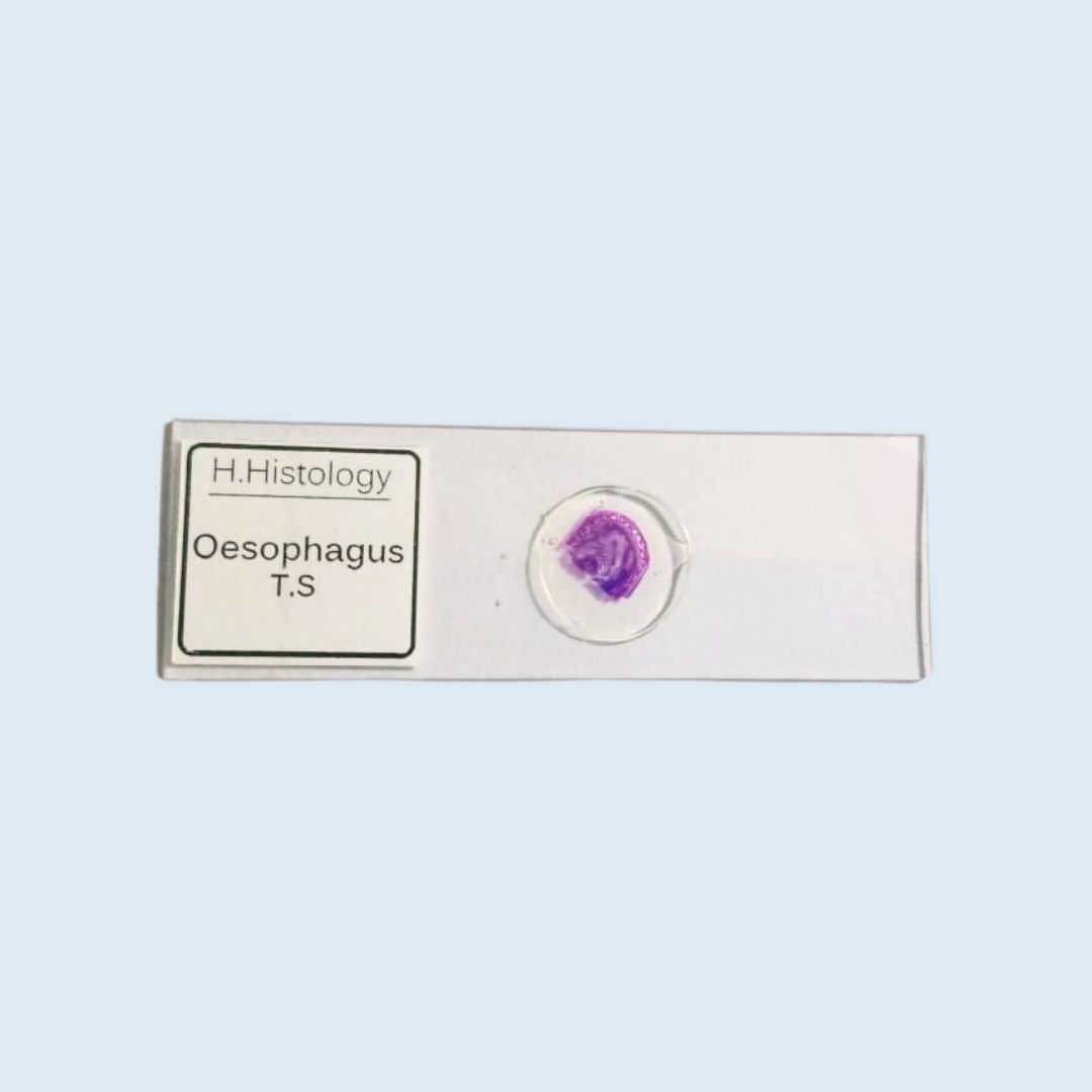 Human Histology - Oesophagus - Transverse Section - Permanent Slide