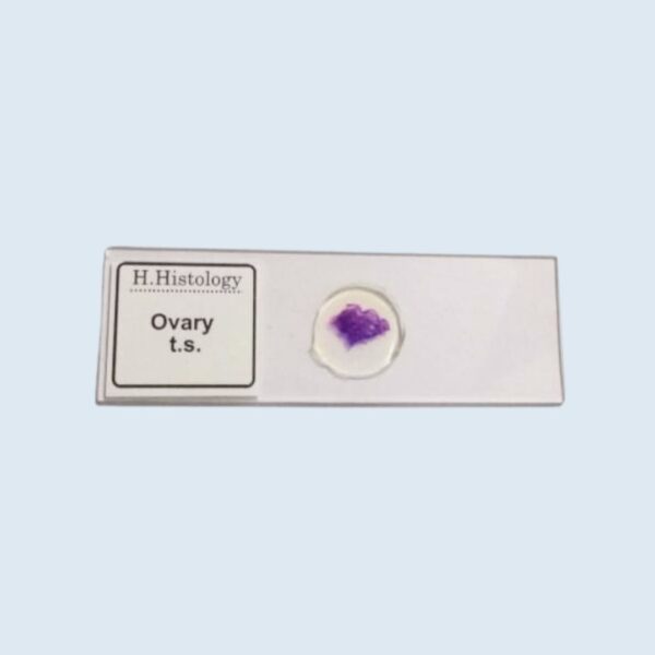 Histology - Ovary - Transverse Section - Permanent Slide