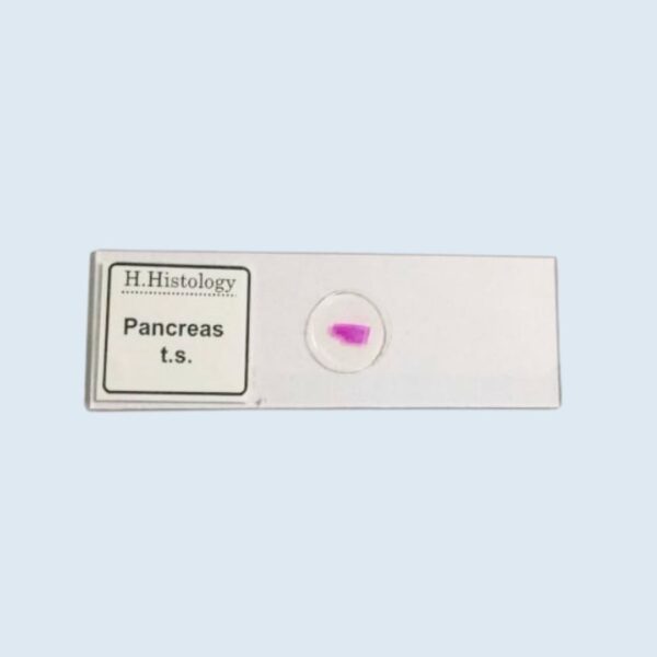 Histology - Pancreas - Transverse Section - Permanent Slide