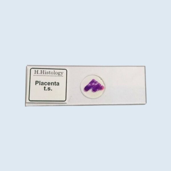Histology - Placenta - Transverse Section - Permanent Slide