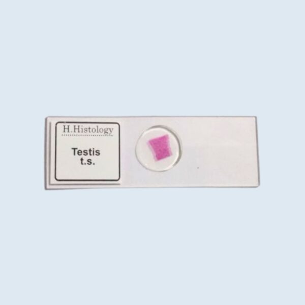 Histology - Testis - Transverse Section - Permanent Slide