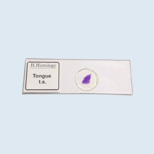 Histology -  Tongue - Transverse Section - Permanent Slide