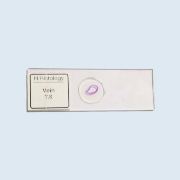 Histology - Vein - Transverse Section - Permanent Slide