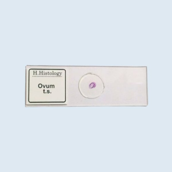 Histology - Ovum - Transverse Section- Permanent Slide