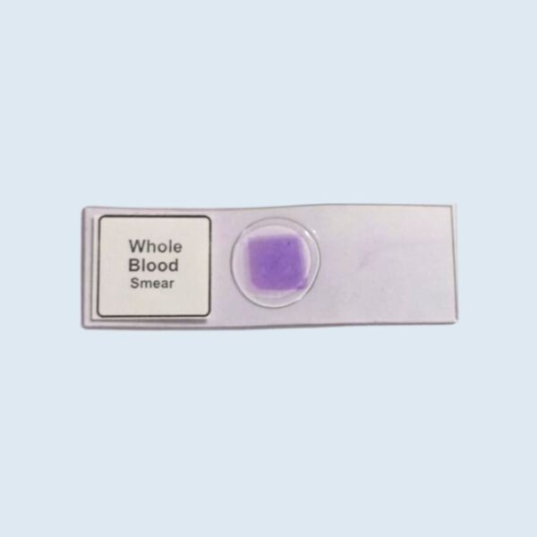 Whole Blood Smear -  Permanent Slide