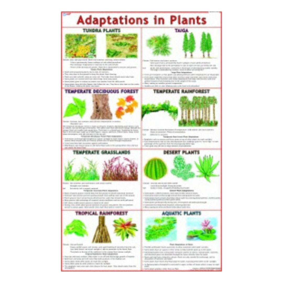 Adaptations in Plants Educational Chart – Laminated Paper (70 x 100 cm)