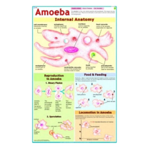 Amoeba - Science Educational Chart – Laminated Paper