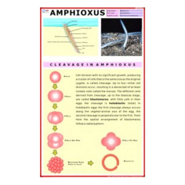 Amphioxus - Science Educational Chart – Laminated Paper