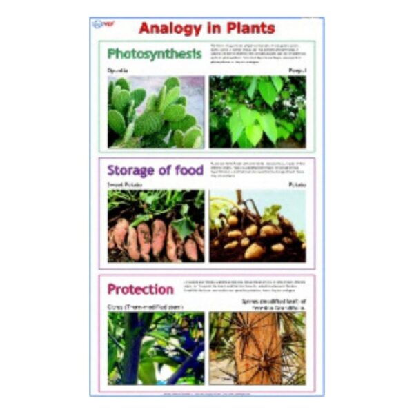 Analogy in Plants - Science Educational Chart – Laminated Paper