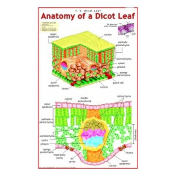 Anatomy of a Dicot Leaf - Science Educational Chart – Laminated Paper