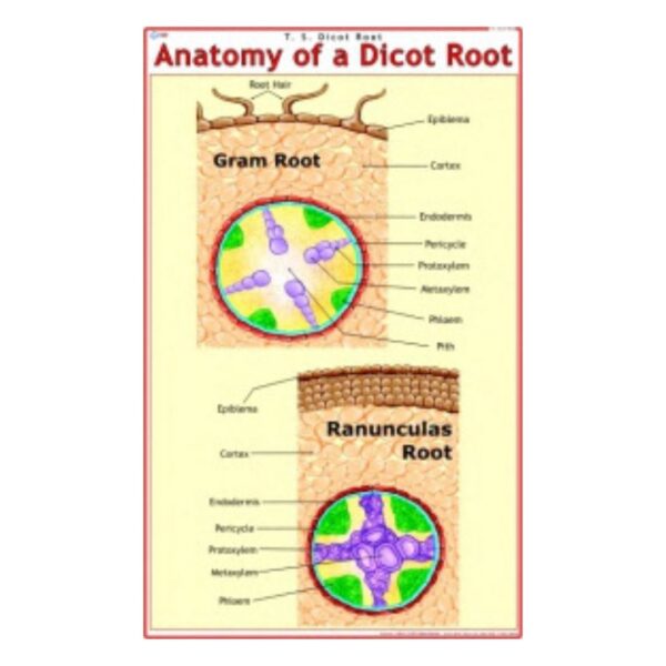 Anatomy of a Dicot Root - Science Educational Chart – Laminated Paper