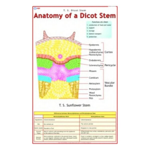 Anatomy of a Dicot Stem - Science Educational Chart – Laminated Paper