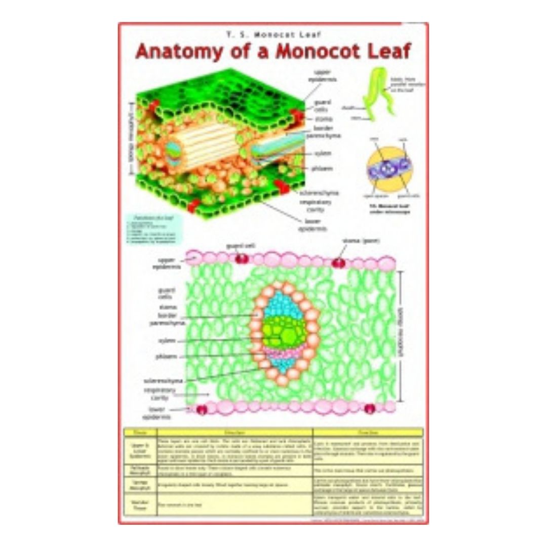 Anatomy of a Monocot Leaf Educational Chart – Laminated Paper (70 x 100 cm)