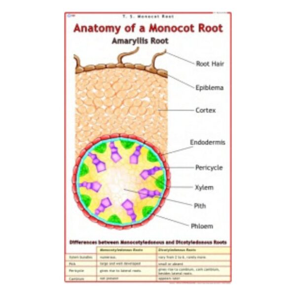 Anatomy of a Monocot Root - Science Educational Chart – Laminated Paper