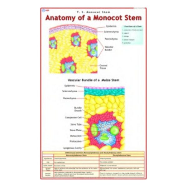 Anatomy of a Monocot Stem - Science Educational Chart – Laminated Paper