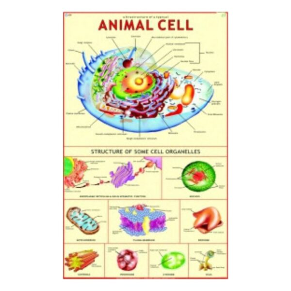 Animal Cell - Science Educational Chart – Laminated Paper