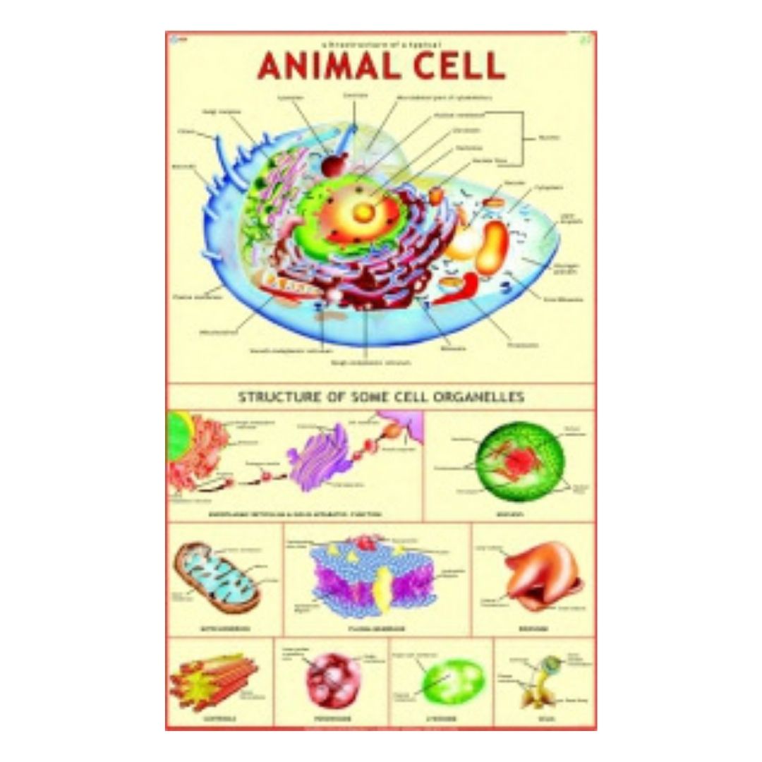 Animal Cell Educational Chart – Laminated Paper (70 x 100 cm)