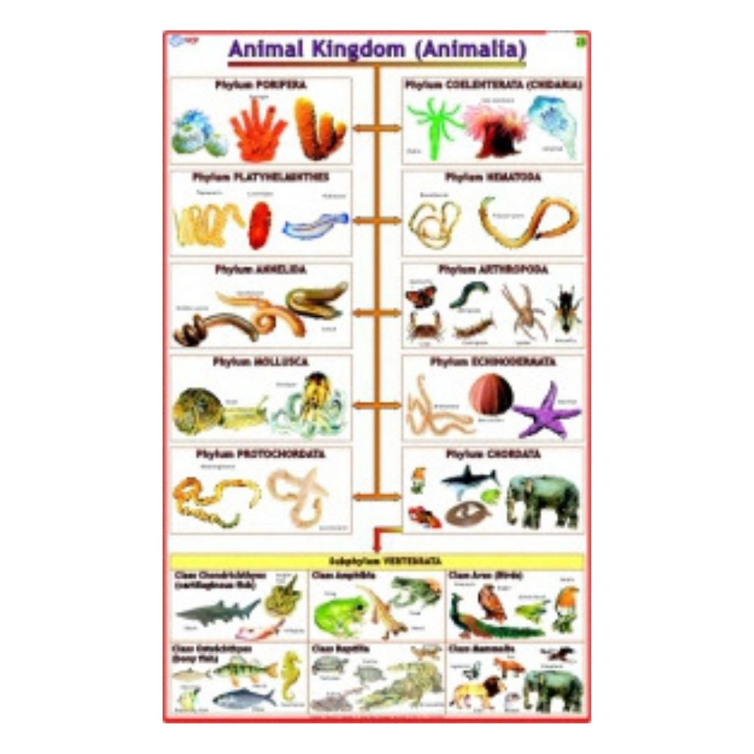 Animal Kingdom (Animalia) Educational Chart – Laminated Paper (70 x 100 cm)