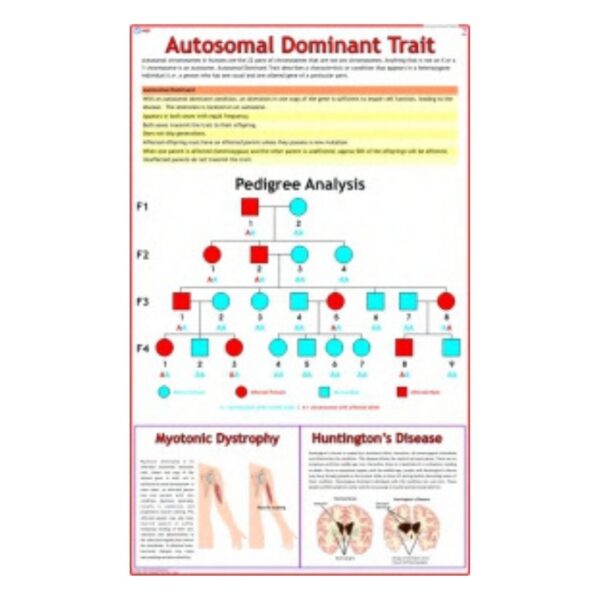 Autosomal Dominant Trait - Science Educational Chart – Laminated Paper