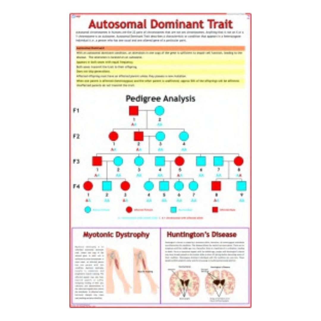 Autosomal Dominant Trait Educational Chart – Laminated Paper (70 x 100 cm)