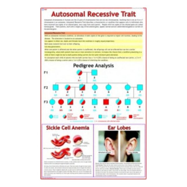 Autosomal Recessive Trait - Science Educational Chart – Laminated Paper