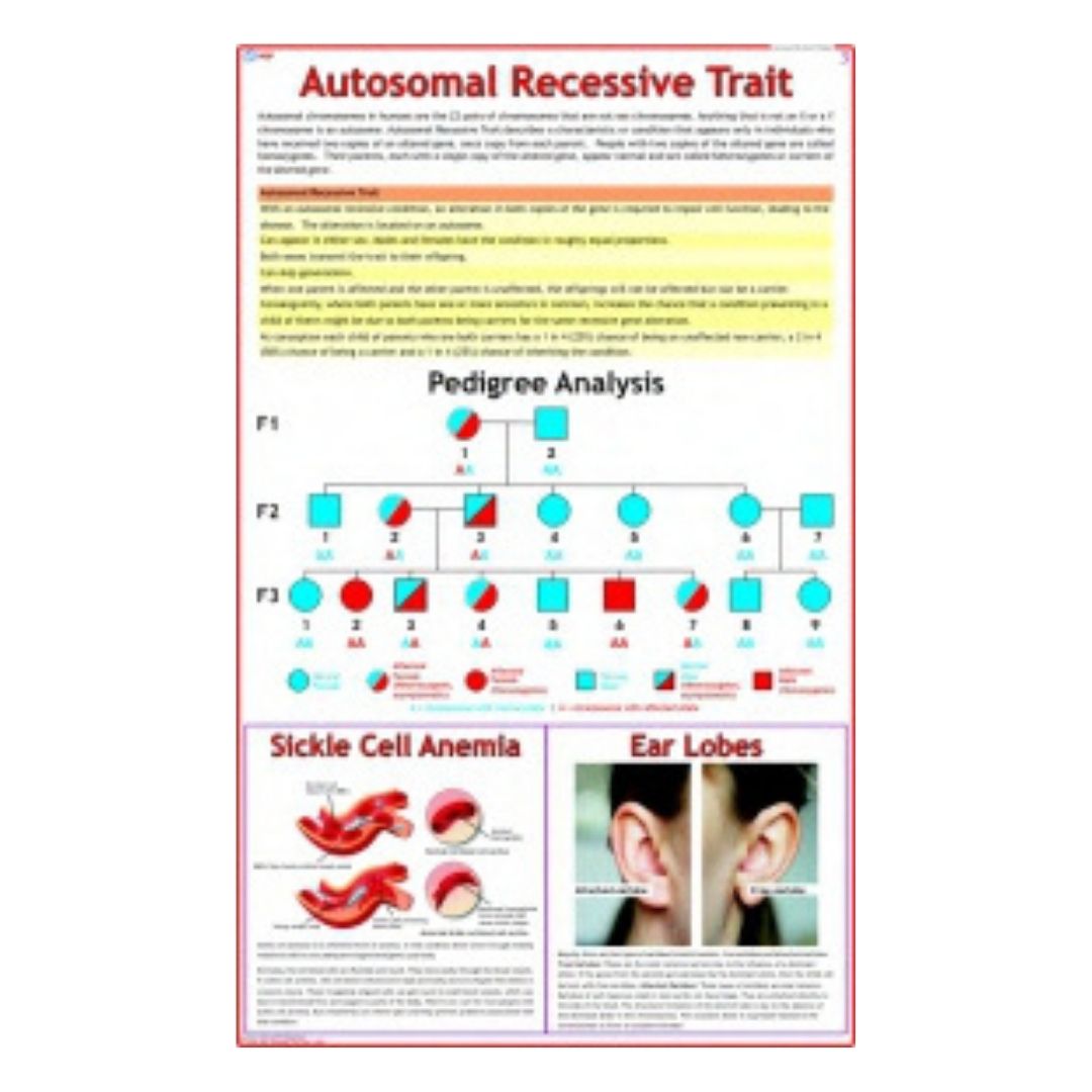Autosomal Recessive Trait Educational Chart – Laminated Paper (70 x 100 cm)