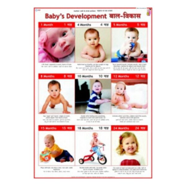 Baby's Development - Science Educational Chart – Laminated Paper
